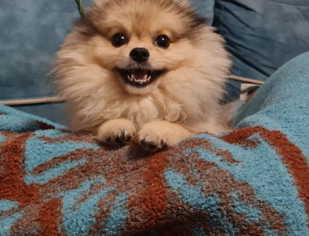 Pomerinian Çiftleşme Tecrubeli - 118972403