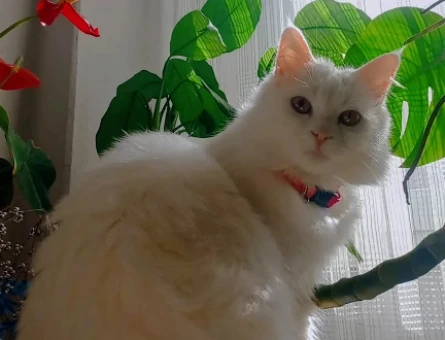 15 aylık dişi british longhair kedime eş arıyorum - 118972428