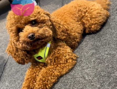 Toy Poodle Yakışıklı Oğluma Eş Arıyorum - 118972538