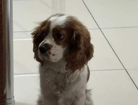 Cavalier King Charles Spaniel Eş Arıyoruz - 118972548