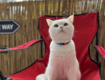 Beyaz British Shorthair 1 Yaşında Eş Arıyor - 118972570