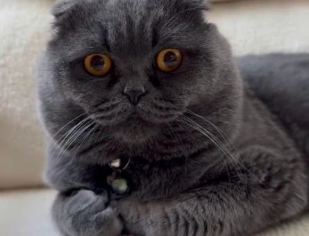 Scottish Fold Oğluma Eş Arıyorum 2 Yaşında - 118972601