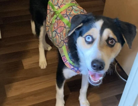 Husky-Golden kırması Gazo - 118972620
