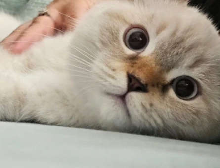 British Shorthair Kedime Eş Arıyorum - 118972633