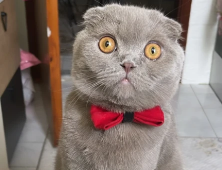 Scottish fold Erkek 1buçuk yaşında - 118972731
