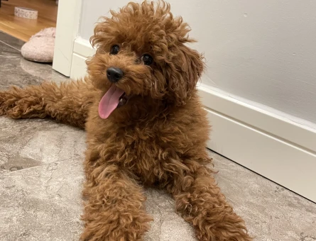 Toy poodle oğluma dişi arıyoruz - 118972760