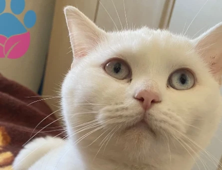 British Shorthair Dişi - 118972787