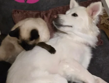 Köpeğimize eş arıyoruz - 118972791