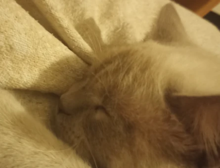 British shorthair erkek kedi - 118972800