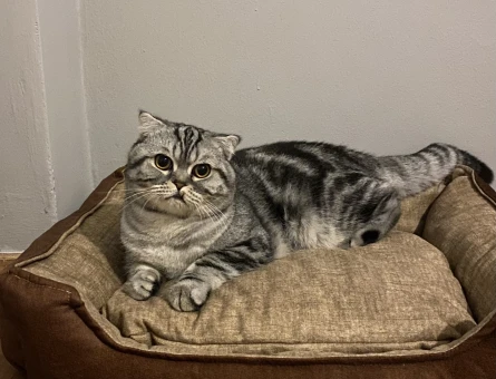 Scottish fold - 118972808