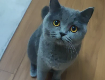 British Shorthair Kızım mila eş arıyoruz - 118972831