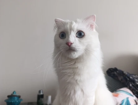 British Shorthair 1 Yaşında Eş Arıyor - 118972853