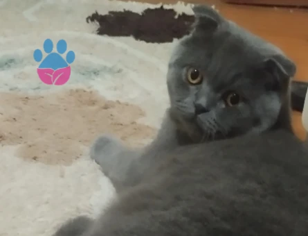 Scottish Fold 9 Aylık Kedime Eş Arıyorum - 118972884