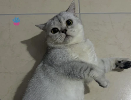 British Shorthair 1 Yaşında Eş Arıyor - 118972886