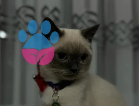 British Shorthair 9 Aylık Eş Arıyor - 118972890