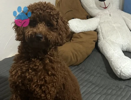 kore toy poodle erkek çiftleştirme - 118972905