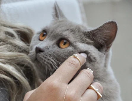 British Shorthair - 118972923