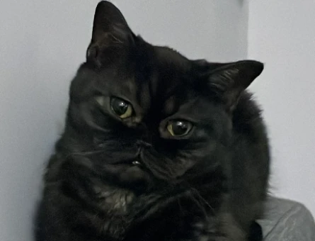 British SHorthair Kedime eş arıyorum - 118972935