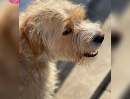 TOPRAK - Terrier Golden kırması - ERKEK - 118972949