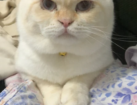 British Shorthair Yakışıklı Oğluma Eş Arıyorum - 118972960