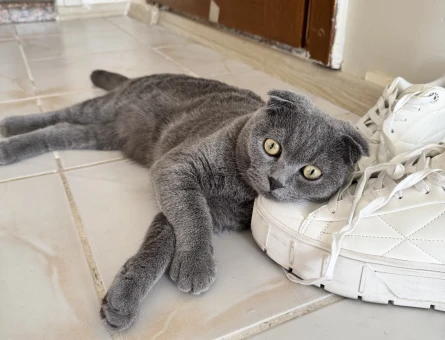 Kedi eş ilanı - 118972969