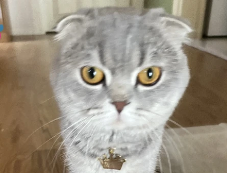 Scottish Fold  2 yas kedime Es ariyorum - 118973011