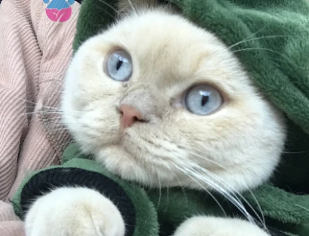 British Shorthair Blue Point 8 aylık - 118973050