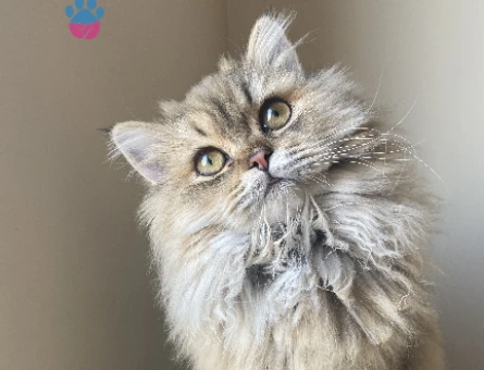 10 Aylık Erkek British Golden Longhair kedim kızgınlıkta acil eş arıyorum - 118973080