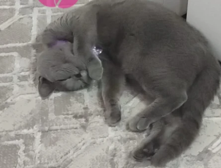 6 aylık dişi british shorthair - 118973096
