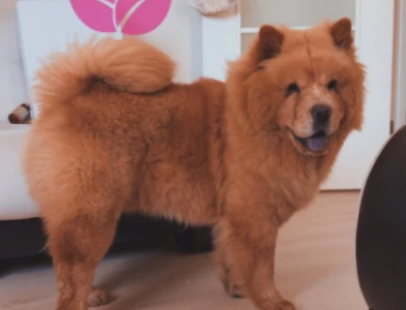 Chow Chow Erkeğimize Çiftleşecek Dişi Arıyoruz. - 118973146