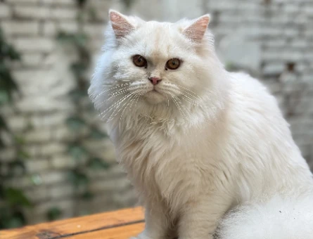 British Long Hair Eş Arıyoruz - 118973150