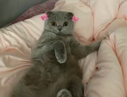1.5 yaşında scottish fold dişi - 118973177