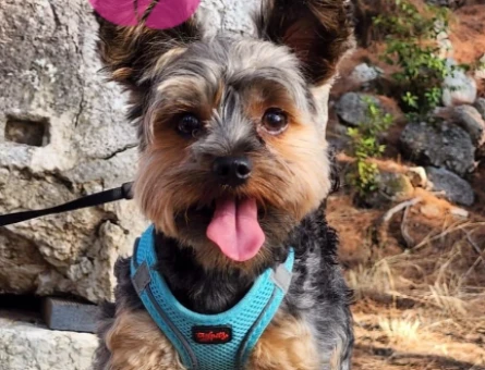 Yorkshirre Terrier Eş Arıyor - 118973232