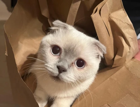 Scottish fold 2 Yaşında Kızım Eş Arıyor - 118973238