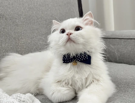 7 aylık oğluma çiftleştirmek için british kedi arıyorum - 118973265