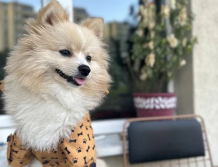 Pomeranian Boo Leo Eş Arıyor - 118973286