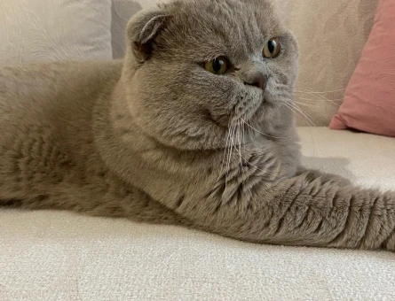 Scotish Fold Oğlumuza Dişi Kedi Arıyoruz - 118973298