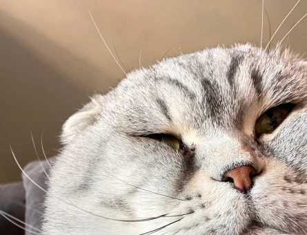 Scottish fold oğlumuza eş arıyoruz - 118973359