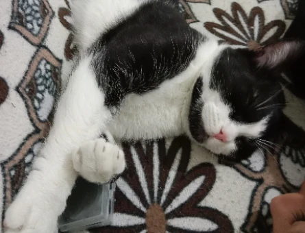 British Shorthair 6 Aylık Kedim Eş Arıyor - 118973373
