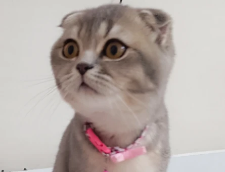 Scottish Fold Prensesimize Eş Arıyorum - 118973409