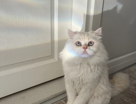 British Shorthair 1 Yaşında Kedim Eş Arıyor - 118973422