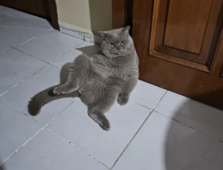 British Shorthair 1 Yaşında Eş Arıyor 1 Yaşında - 118973428