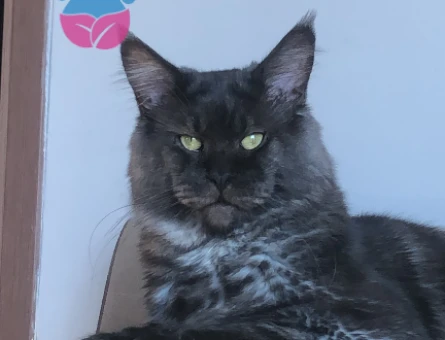 Mainecoon Oğluma Gelin Arıyorum 1 Yaşında - 118973431