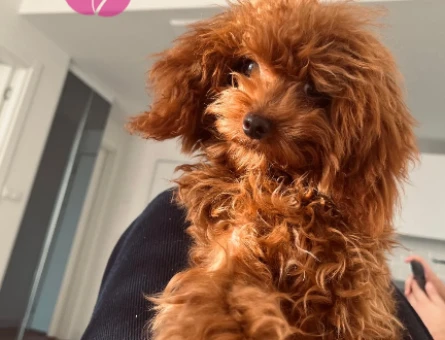 İzmir Kore toy poodle - 118973481