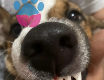 JACK RUSSELL - 118973511
