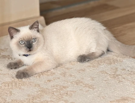 British Shorthair Kedim Eş Arıyor - 118973559