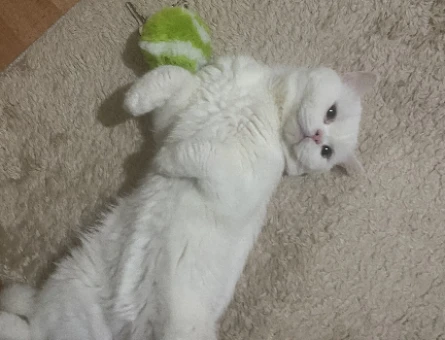 British Shorthair 1 Yaşında Kedim Eş Arıyor - 118973582