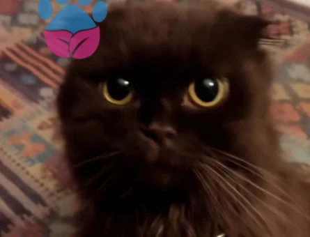 British Longhair çiftleştirmek için erkek arıyorum - 118973587