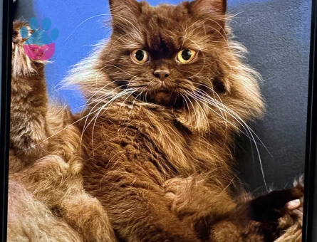 British Longhair 1 Yaşında Dİşi Kedim Eş Arıyor