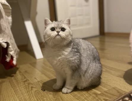 British Shorthair Kedime Eş Arıyorum - 118973629